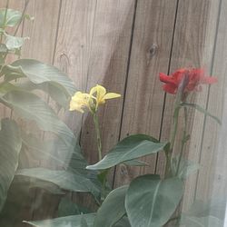 Canna Lillies & More