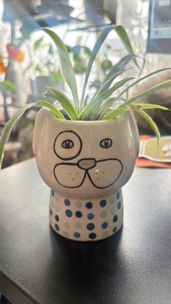 Spider plant in cute pot