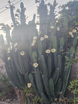 Cactus For Sale. 🌵 .  Different Sizes. Please Read Notes 