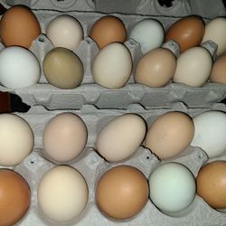 Farm Fresh Chicken Eggs