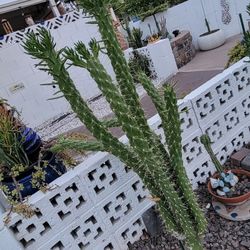 Eve's Needles Cactus 1gal. potted Clipping  