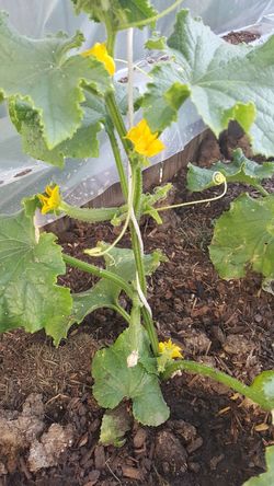 Organic cucumber 🥒 plants