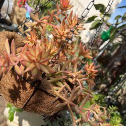 Live Arrangements Of Succulents , Cacti , Outdoor , Indoor Plants 