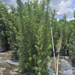 podocarpus all sizes 4 feet and up starting $10  best prices and sizes Instant Privacy Hedge For Fence Green Full 
