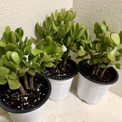 🌿Lucky Jade Or Gud Luck Plant ♥️