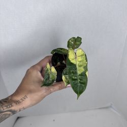 Philodendron Billieteae Variegated Plant 