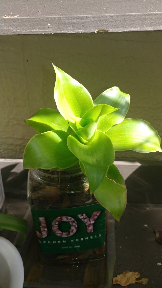 Little Plants Black Friday Sale