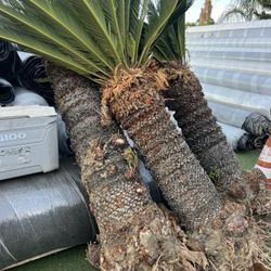 Sego Palms $1600  For All 3 