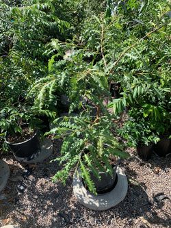 EXTREMELY RARE *FERN LEAF GUAVA* - 6 FT TALL - 3 GAL POT
