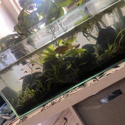 Aquarium