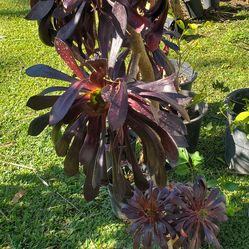 #38 Black Rose plant, 5gal, 4Feet tall