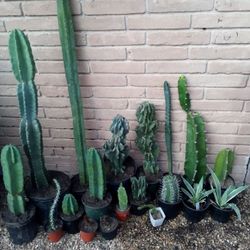 Various Cacti 
