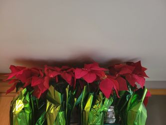 Set Of 6 Poinsettas