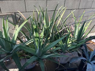 Giant aloe vera plants