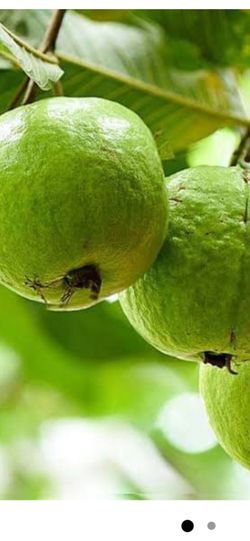 Fresh Guavas for Sale