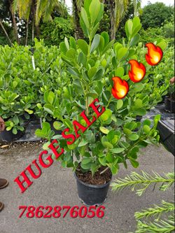 clusias podocarpus About 4 to 5   feet tall over the pot Instant privacy Hedge for fence green full  minimum  qty 20+