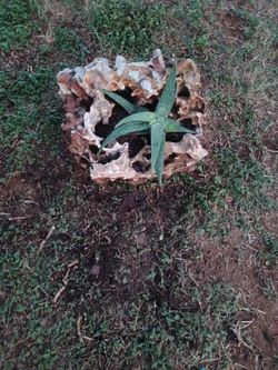Plant 