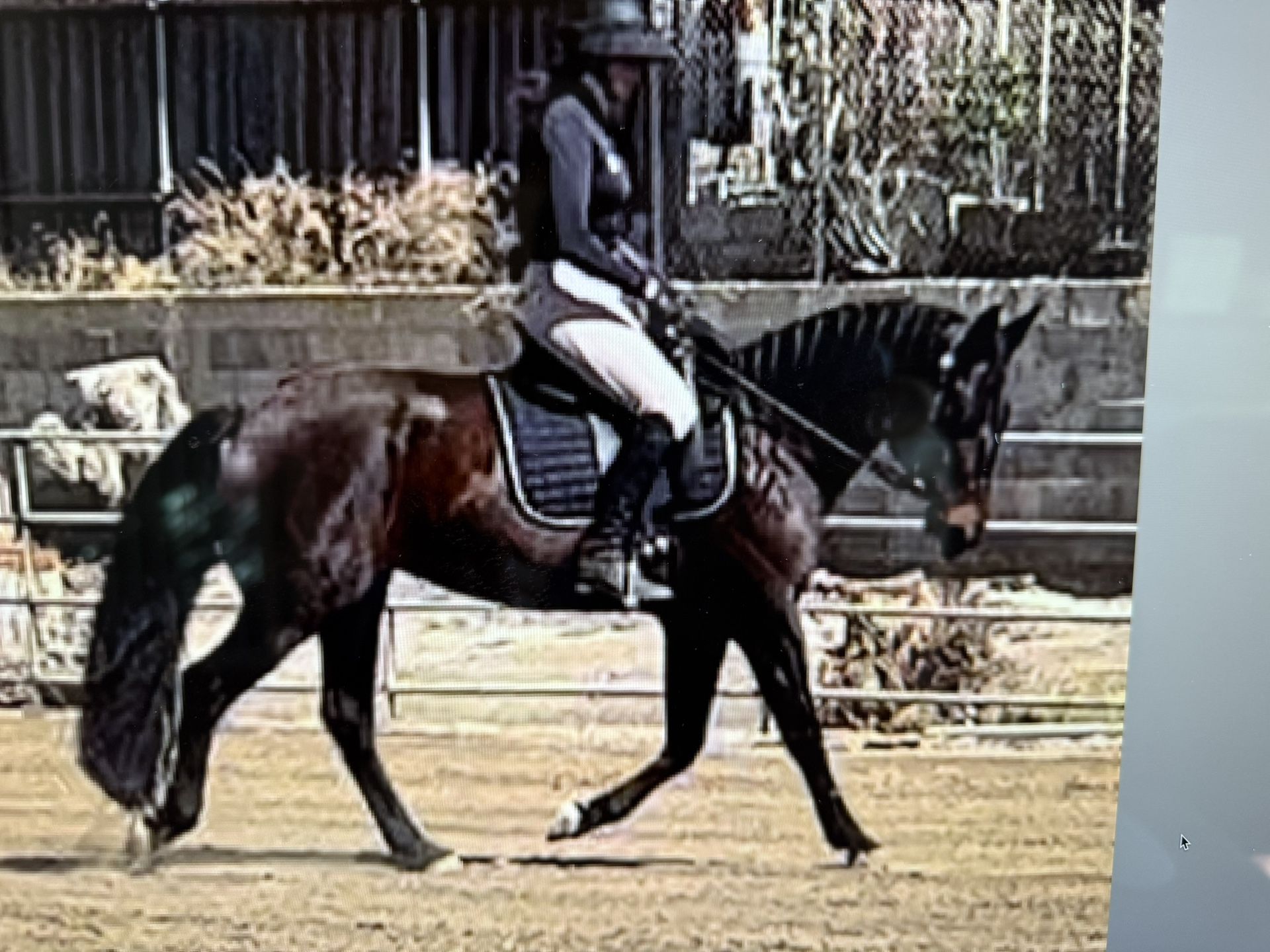 Dressage Saddle - Just In Time For Christmas