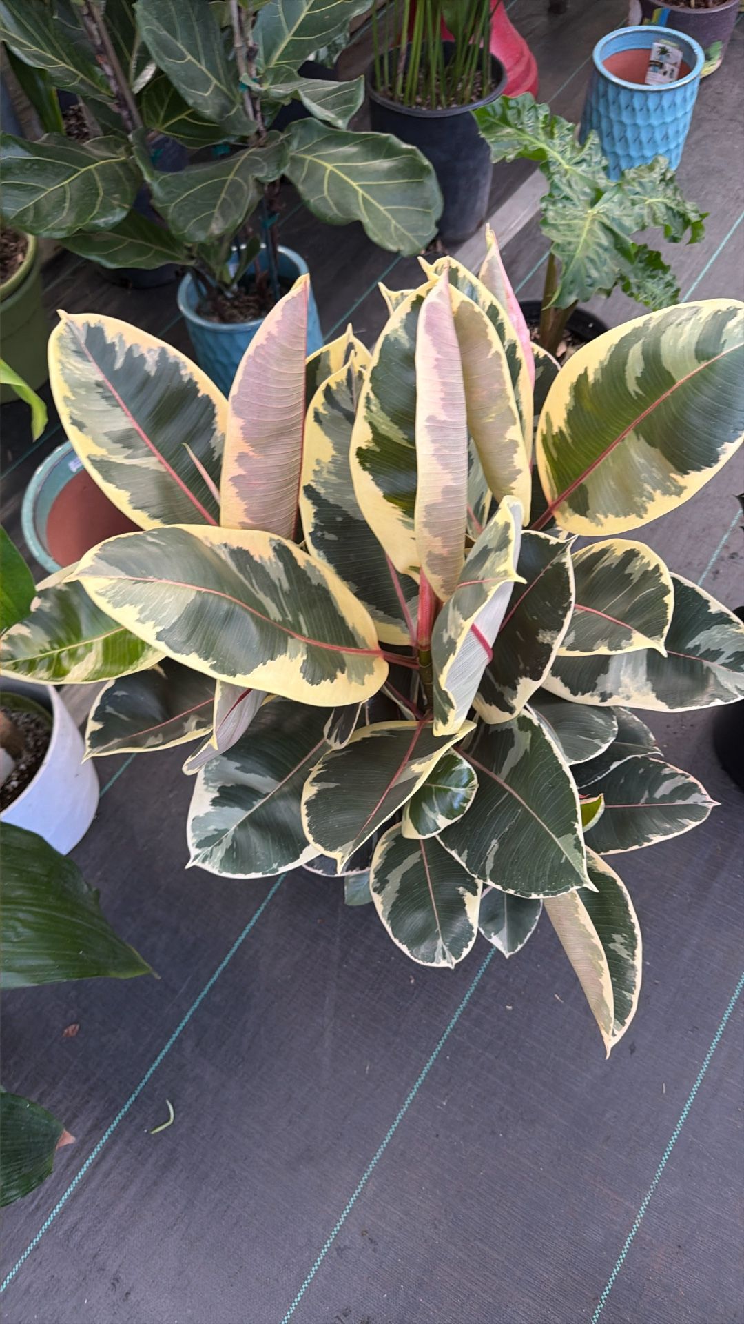 Ficus Elastica Tineke On a 10 Inch Pot