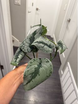 Silver night Pothos in pot young growing beautiful