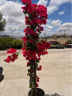 Bougainvillea