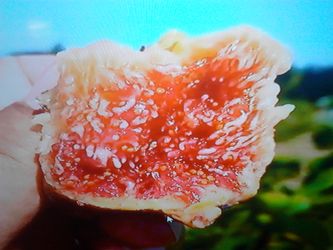 Marseilles black fig trees in 4 x 9 tree pots