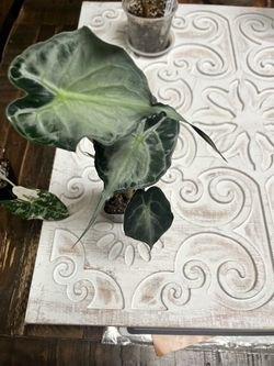 Alocasia venom