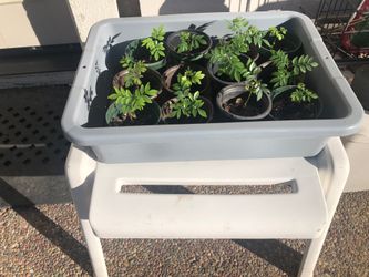 Curry leaves plants, grown from seed, only a few left
