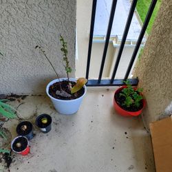 Plantas Comestibles 