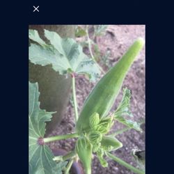 Okra Seedling Plant 1 Gallon Fully Rooted