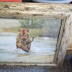Beautifully Framed Tiger 26.5 By 2.5