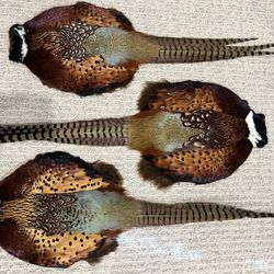 South Dakota Pheasant Pelts