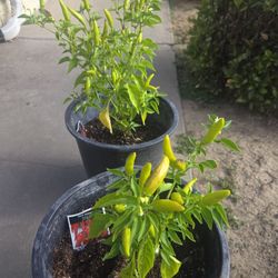 $25 Plantas  De Chile Thai