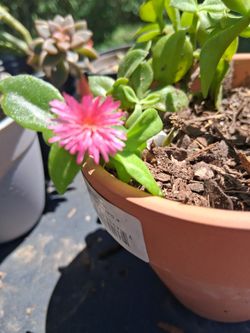 Sun rose plant