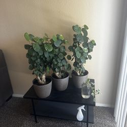 3 Plants
