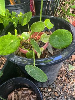 Money plant