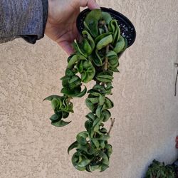 Hoya Hindu Rope Compacta Plant $29