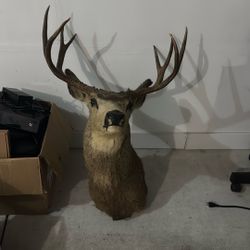 Real Dear Head