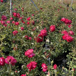 Roses Rose Bush