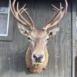 Elk Shoulder Mount Taxidermy
