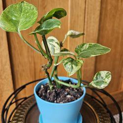 Pothos ''Pearls and Jade"