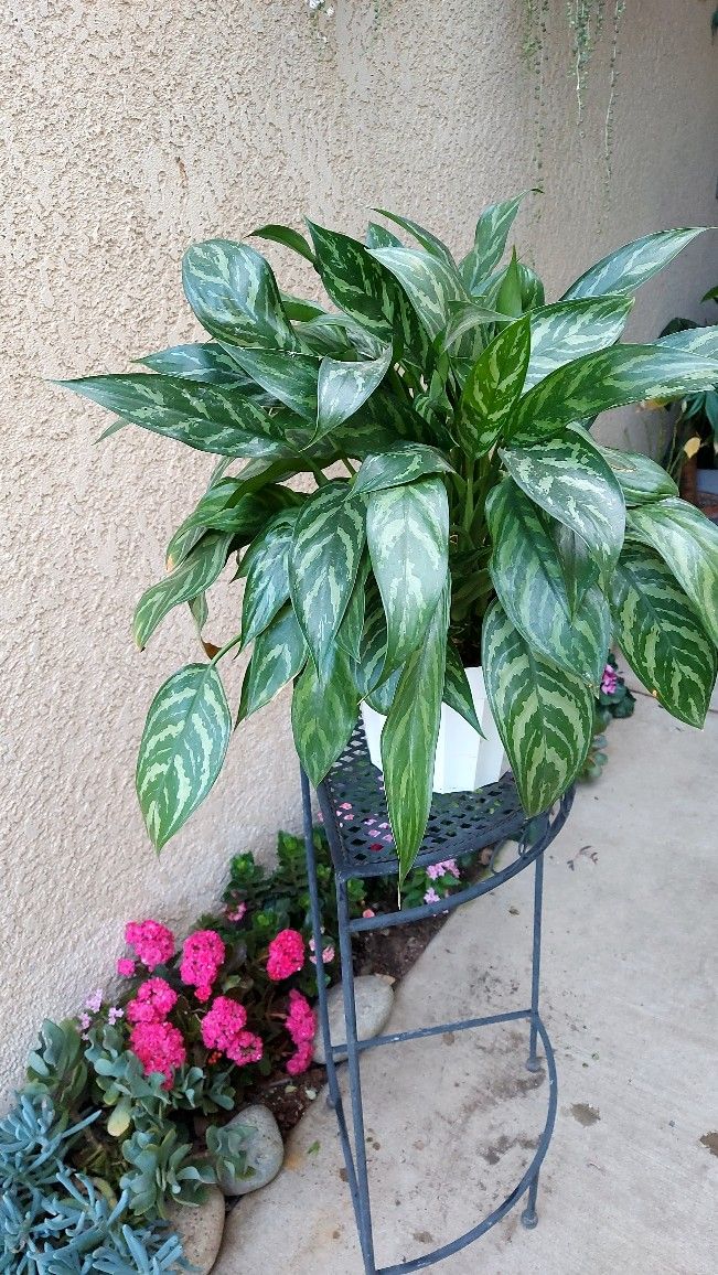 Large Aglaonema Maria "Chinese Evergreen "Plant $40