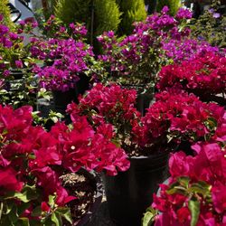 Bougainvillea Plant, Gift