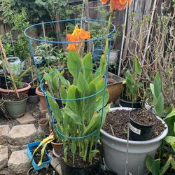 Plant 1 Gallon $10 .00 5 Gallon $20