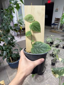 Monstera Dubia