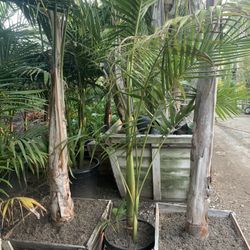 King Palm Trees
