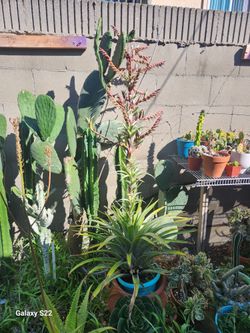 Tillandsia Secunda