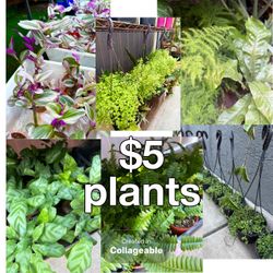 Plants Sale🌿$5 each