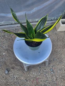 Snake Plant in 6" Nursery Pot
