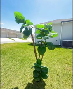 For Sale: Beautiful Artificial Plant – 87 in Tall.